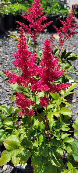 Elisabeth van Veen Astilbe in bloom
