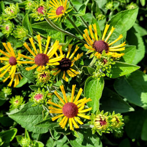 Little Henry Sweet Coneflower flowers