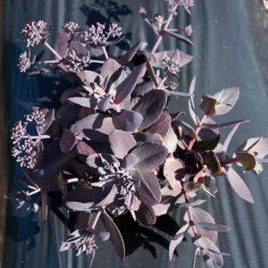 Mojave Jewels&trade; Ruby Stonecrop