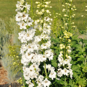 Pacific Giant Galahad Larkspur flowers