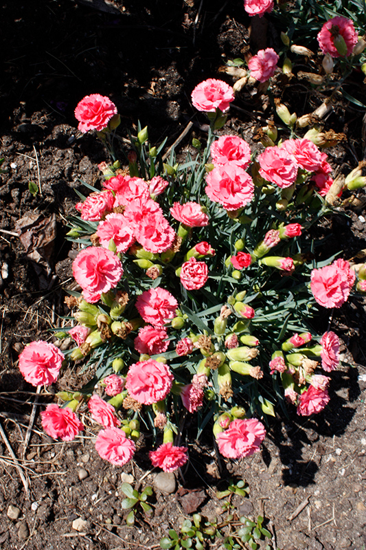 Fruit Punch® Classic Coral Pinks in bloom