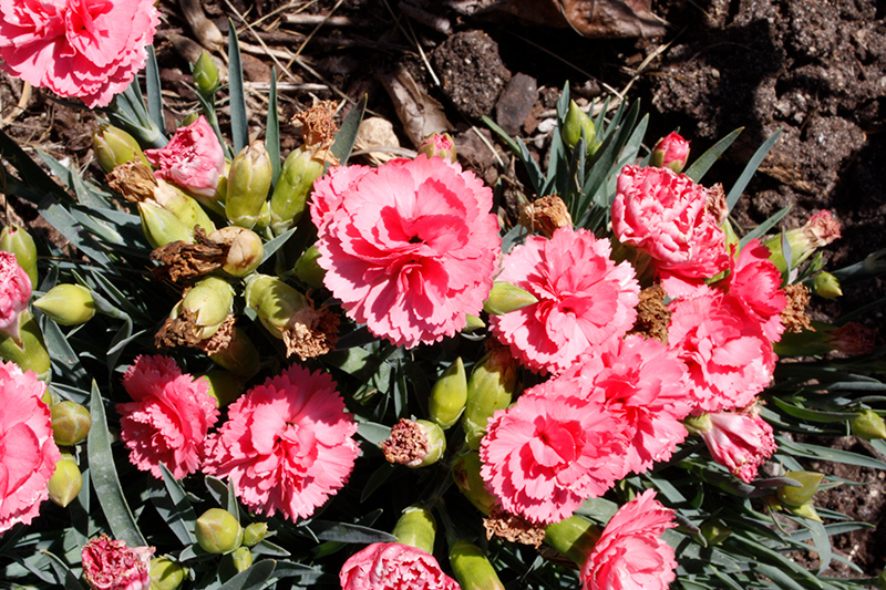 Fruit Punch® Classic Coral Pinks flowers