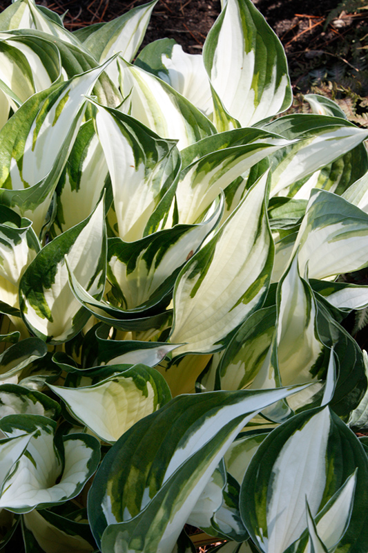 Fire and Ice Hosta foliage