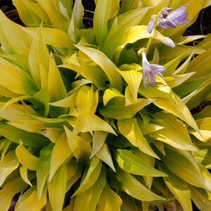 Munchkin Fire Hosta in bloom