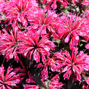 Sugar Buzz&reg; Berry Taffy Beebalm flowers