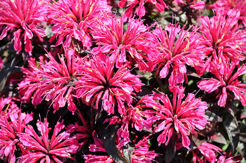 Sugar Buzz® Berry Taffy Beebalm flowers