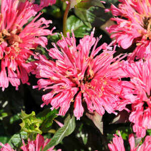 Pardon My Rose Beebalm flowers