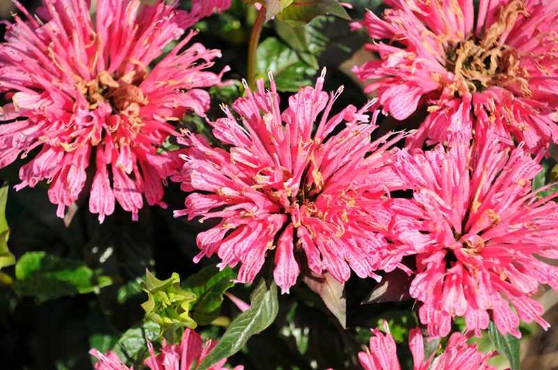 Pardon My Rose Beebalm flowers