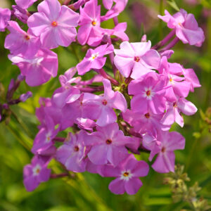 Opening Act Romance Phlox flowers