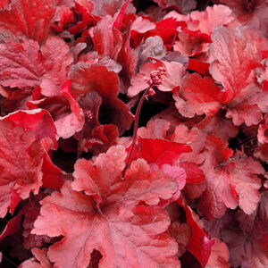 Forever&reg; Red Coral Bells foliage