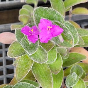 Cobweb Spiderwort flowers
