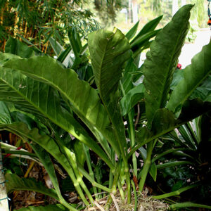 Birds Nest Anthurium