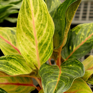Golden Flourite Chinese Evergreen foliage
