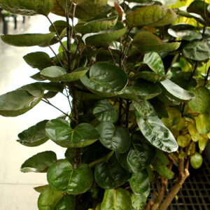 Fabian Aralia foliage