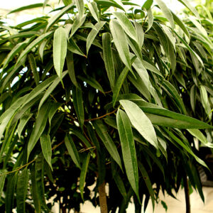 Alii Fig foliage