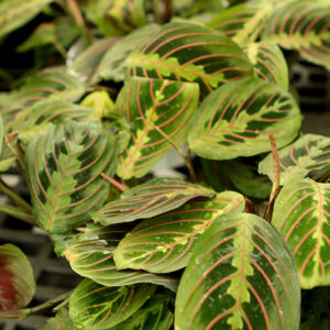 Prayer Plant foliage