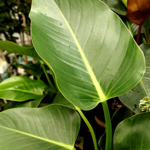 Green Congo Philodendron foliage