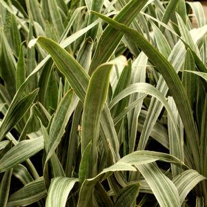 Sayuri Snake Plant foliage