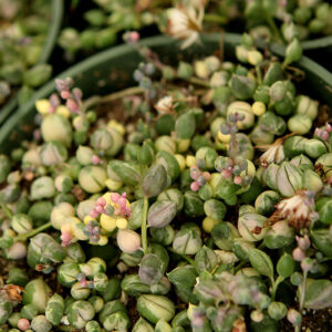 Variegated String Of Pearls foliage