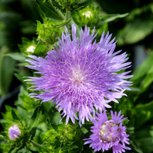 Mel's Blue Aster flowers