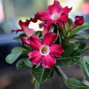 Desert Rose flowers