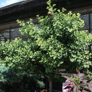Troll Dwarf Ginkgo