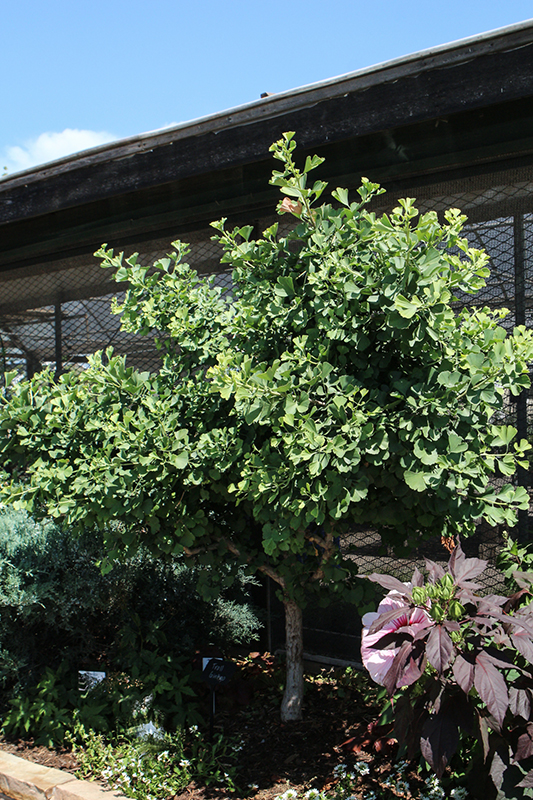 Troll Dwarf Ginkgo