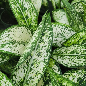 Wintry Winehouse Chinese Evergreen foliage