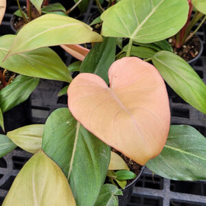 Summer Glory Philodendron foliage