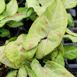Confetti Arrowhead Vine foliage