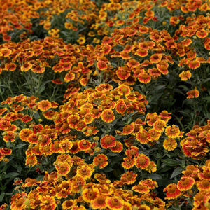 Salud&trade; Embers Sneezeweed in bloom