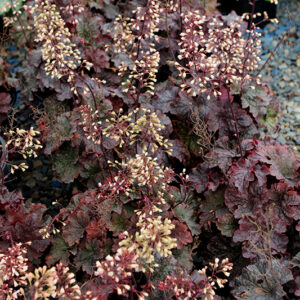 Cajun Fire Coral Bells in bloom