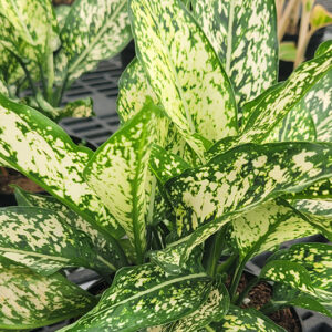 White Dalmatian Chinese Evergreen foliage