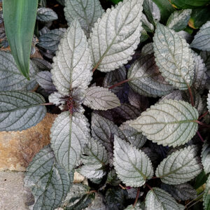Purple Waffle Plant foliage