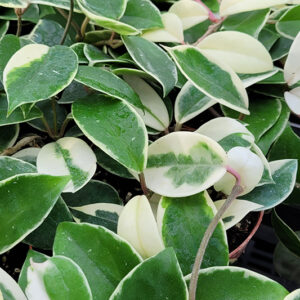 Krimson Queen Wax Plant foliage