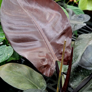 Black Cardinal Philodendron foliage