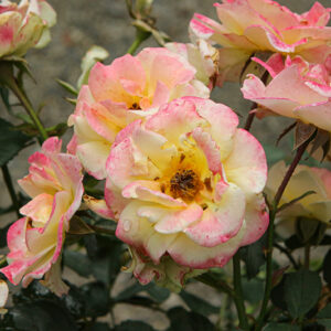 Gumball Goody&trade; Rose flowers