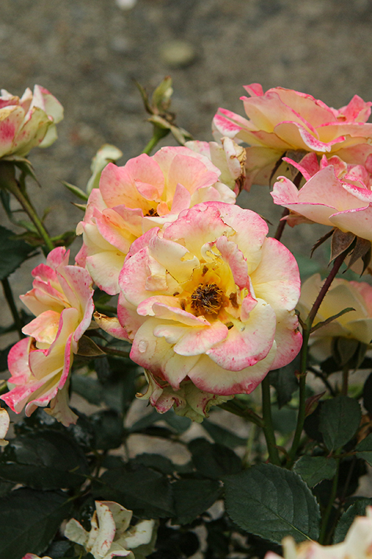 Gumball Goody™ Rose flowers