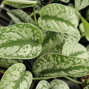 Exotica Silver Satin Pothos foliage