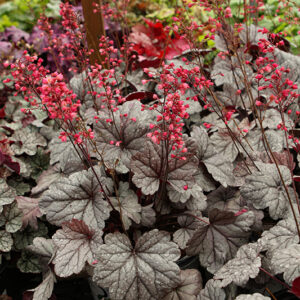 Dolce® Silver Gumdrop Coral Bells flowers