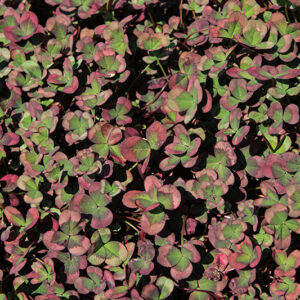 4 Luck&reg; Red Green Clover