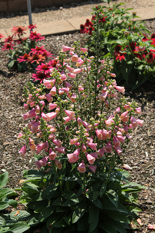 Arctic Fox Rose Foxglove in bloom