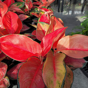 Thailand Red Chinese Evergreen foliage
