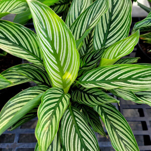 Color Full&trade; Vittata Prayer Plant foliage