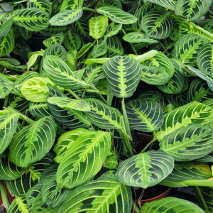 Lemon Lime Prayer Plant foliage