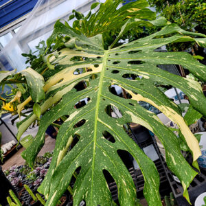 Thai Constellation Monstera foliage