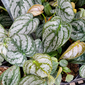 Brandtianum Philodendron foliage