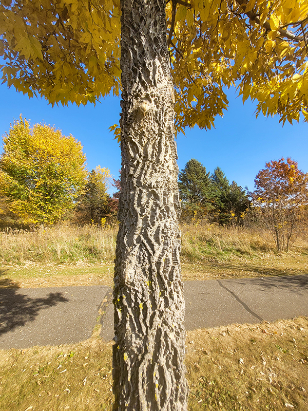 Common Hackberry bark