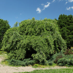 Weeping White Pine