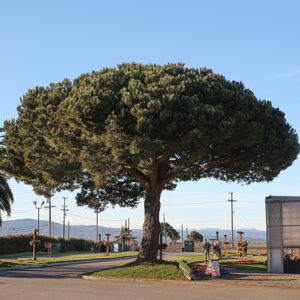 Stone Pine